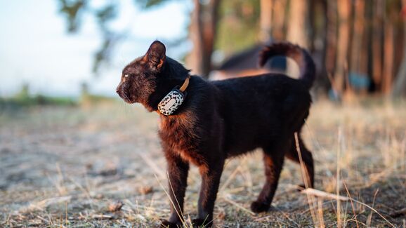 Saiba sempre onde está o seu cão ou gato, com este dispositivo