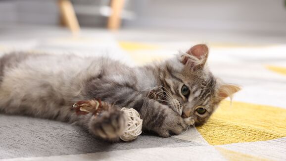 O seu gato já se cansou de usar os mesmos brinquedos? Está na hora de variar