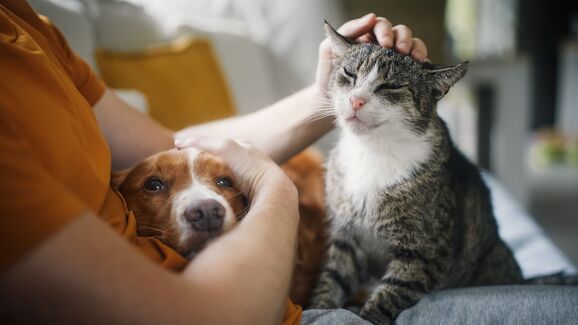É o regresso à rotina! Saiba como ajudar os seus pets a adaptarem-se depois das férias
