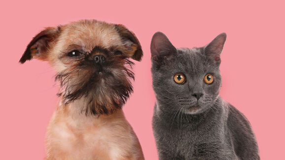 PetSintra regressa em setembro, com cães e gatos à procura de uma nova família