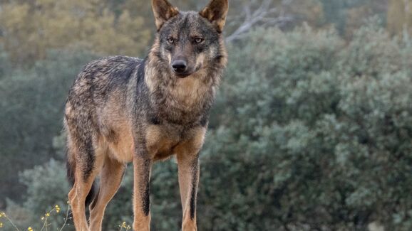 Sem descanso! Ataques de lobos preocupam criadores no Alto Minho e Trás-os-Montes