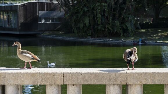 Habitat renovado! Mais de 250 peixes e oito aves regressaram à Estufa Fria