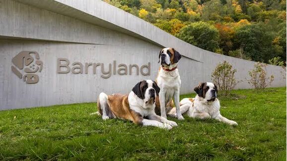 Barryland: o parque suíço onde os São Bernardo são verdadeiras estrelas