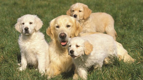 Imperdível! Golden Retrievers vão reunir-se na Escócia para celebrar 160 anos da raça