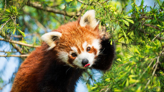 Hoje é o dia do Panda Vermelho! Por isso, partilhamos 5 curiosidades sobre estes animais tão especiais