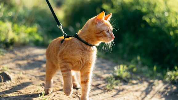 Passear o gato com trela? Em Los Angeles, este comportamento está a ganhar fãs