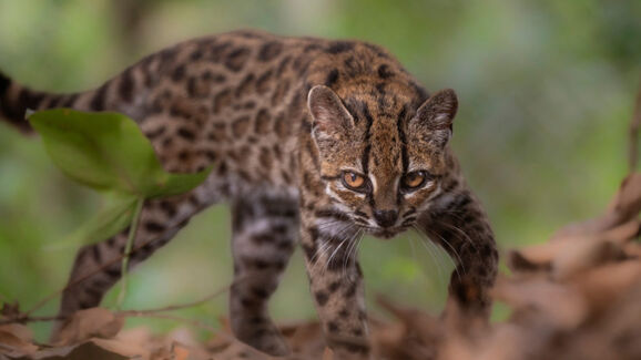 Pequeno, malhado e muito raro. Saiba mais sobre o felino que a ciência só agora descobriu