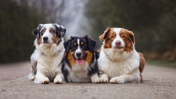 Setúbal vai receber um festival dedicado aos animais de companhia. Saiba tudo sobre o VIP