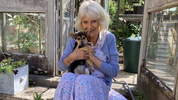 Rainha Camilla apresenta Moley, a cadela resgatada que se tornou sua melhor amiga